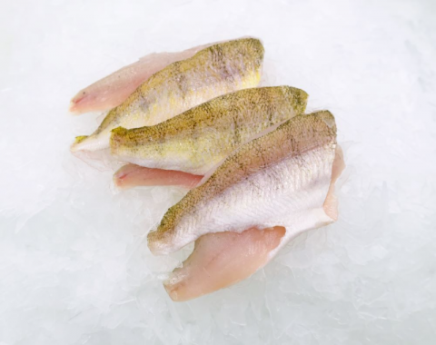 Yellow Lake Perch on a bed of ice